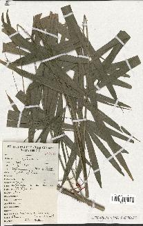 spécimen de Calamus deerratus