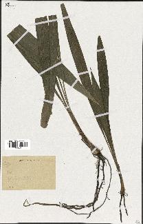 spécimen de Elaeis guineensis