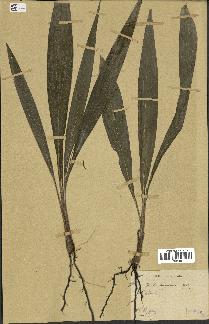 spécimen de Elaeis guineensis