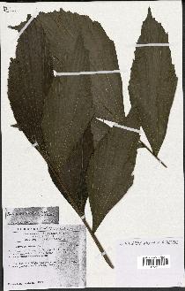 spécimen de Podococcus barteri