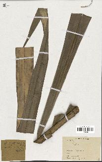 spécimen de Raphia sp.