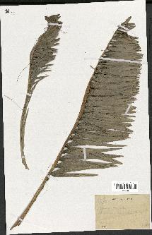 spécimen de Phoenix reclinata