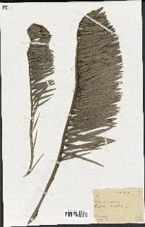 spécimen de Phoenix reclinata