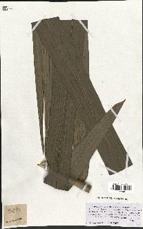 spécimen de Raphia sp.
