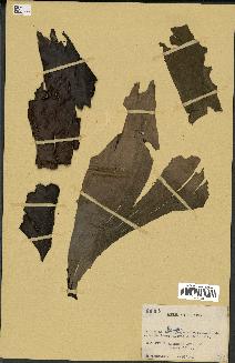 spécimen de Raphia sp.