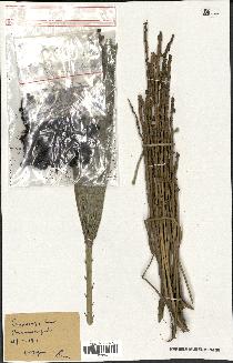 spécimen de Chamaerops humilis