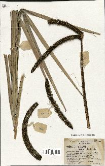 spécimen de Hyphaene ventricosa