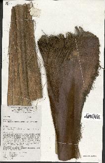 spécimen de Pritchardia pericularum