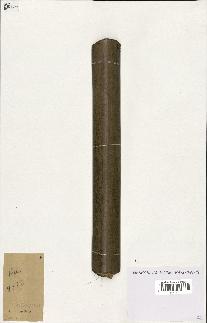 spécimen de Raphia sp.
