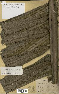 spécimen de Oenocarpus bataua