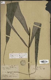 spécimen de Oenocarpus bataua