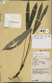 spécimen de Oenocarpus bataua