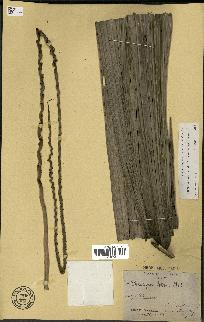spécimen de Oenocarpus bataua