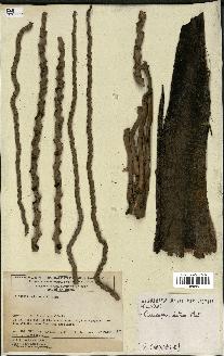 spécimen de Oenocarpus bataua