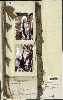 spécimen de Oenocarpus bataua