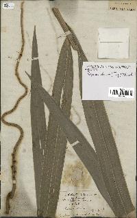 spécimen de Roystonea oleracea