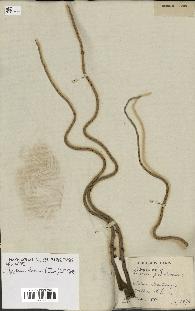 spécimen de Roystonea oleracea