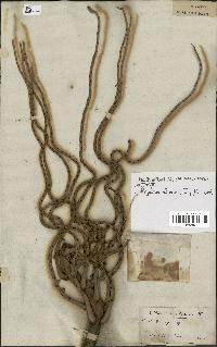 spécimen de Roystonea oleracea