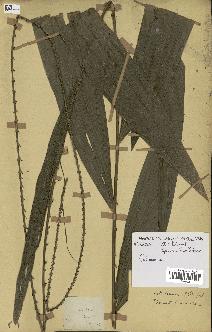 spécimen de Calamus sp.