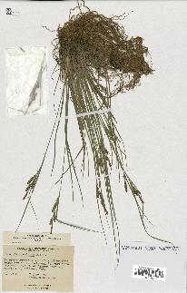 spécimen de Carex lenticularis