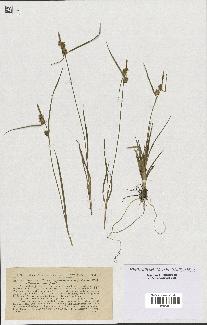 spécimen de Carex flava