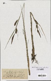 spécimen de Carex filiformis