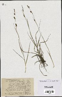 spécimen de Carex hornschuchiana