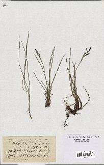 spécimen de Carex rigida x vulgaris