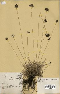 spécimen de Fimbristylis cymosa