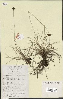 spécimen de Fimbristylis cymosa