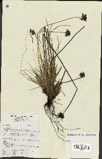 spécimen de Fimbristylis cymosa