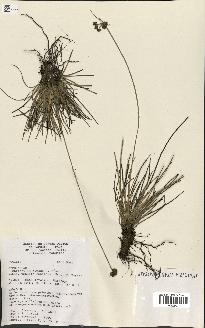 spécimen de Fimbristylis cymosa