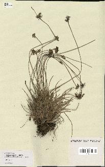 spécimen de Fimbristylis cymosa