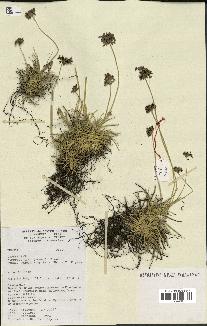 spécimen de Fimbristylis cymosa