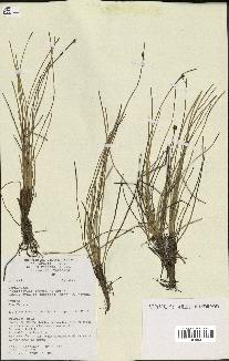 spécimen de Fimbristylis cymosa