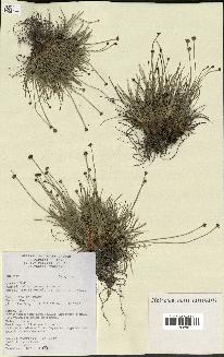 spécimen de Fimbristylis cymosa