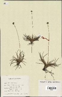 spécimen de Fimbristylis cymosa