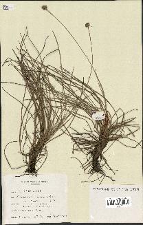 spécimen de Fimbristylis cymosa