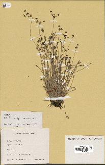 spécimen de Fimbristylis cymosa