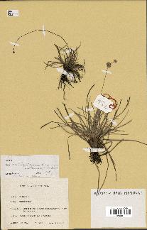 spécimen de Fimbristylis cymosa