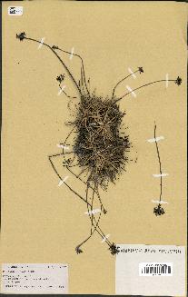 spécimen de Fimbristylis cymosa