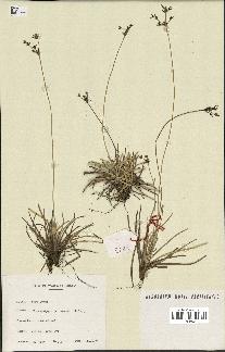 spécimen de Fimbristylis cymosa