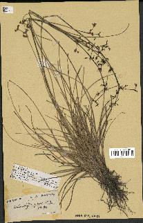 spécimen de Fimbristylis cymosa
