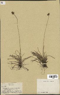 spécimen de Fimbristylis cymosa
