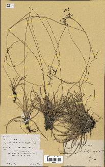 spécimen de Fimbristylis cymosa