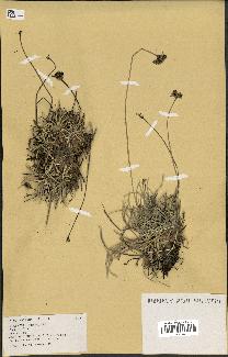spécimen de Fimbristylis cymosa