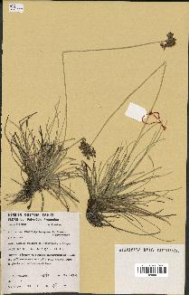 spécimen de Fimbristylis cymosa
