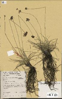 spécimen de Fimbristylis cymosa