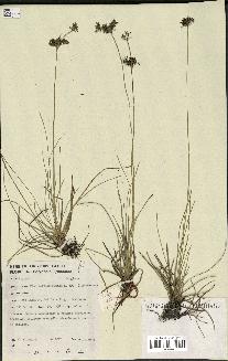 spécimen de Fimbristylis cymosa