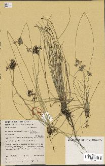 spécimen de Fimbristylis cymosa
